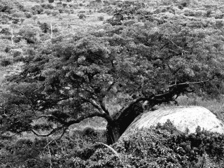 Photographie : S. M. Roche