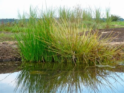 Photographie : Serge Marcel Roche Herbes sur le rocher