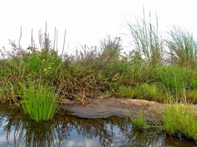 Photographie : Serge Marcel Roche Herbes sur le rocher