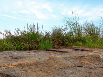 Photographie : Serge Marcel Roche Herbes sur le rocher