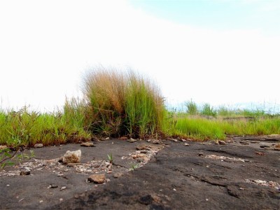 Photographie : Serge Marcel Roche Herbes sur un rocher