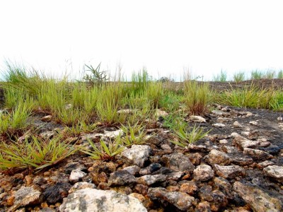 Photographie : Serge Marcel Roche Herbes sur un rocher