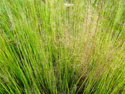 Photographie : Serge Marcel Roche Herbes sur un rocher