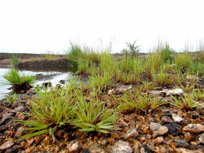 Photographie : Serge Marcel Roche Herbes sur un rocher