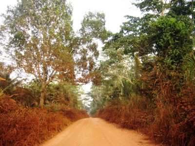 Photo : Serge Marcel Roche Piste dans la forêt