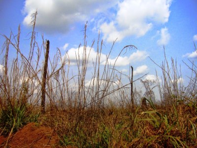 photo : Serge Marcel Roche arbre calciné