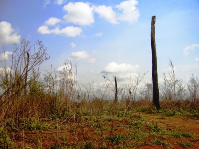 photo : Serge Marcel Roche arbre calciné