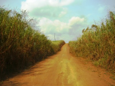 photo : Serge Marcel Roche arbre calciné