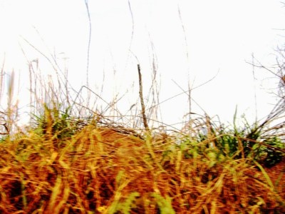 photo : Serge Marcel Roche arbre calciné