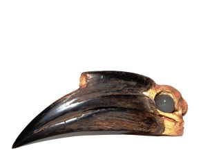 photo : Serge Marcel Roche crâne de calao