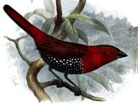 Amarante enflammée Joseph Smit dessin d'une amarante enflammée, Joseph Smit, 1881