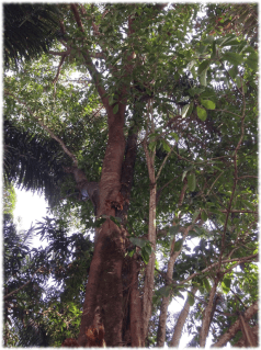 trois arbres entrelacés