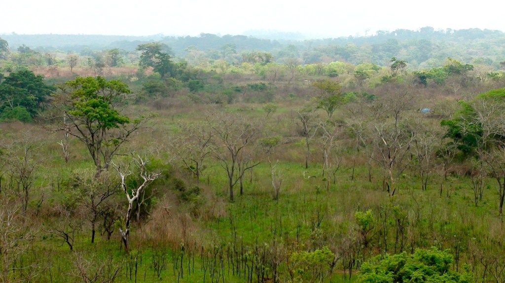 Une vue de la savane dans l'Est du Cameroun